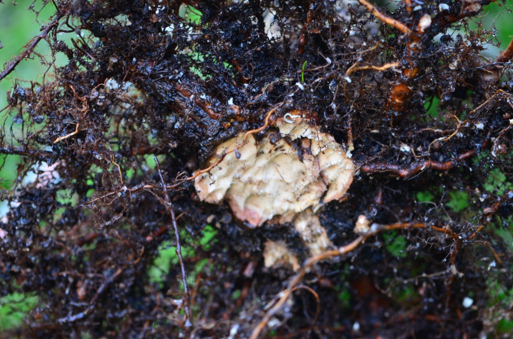 DSC_1303.JPG