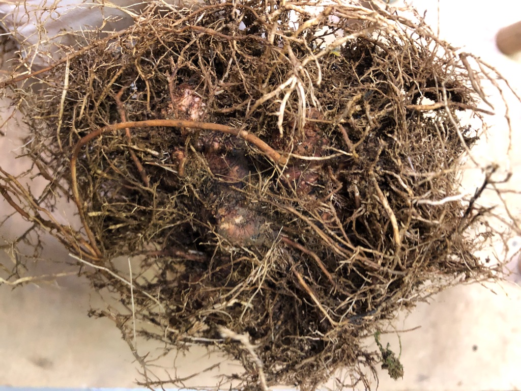 gut ausgewaschener Wurzelballen