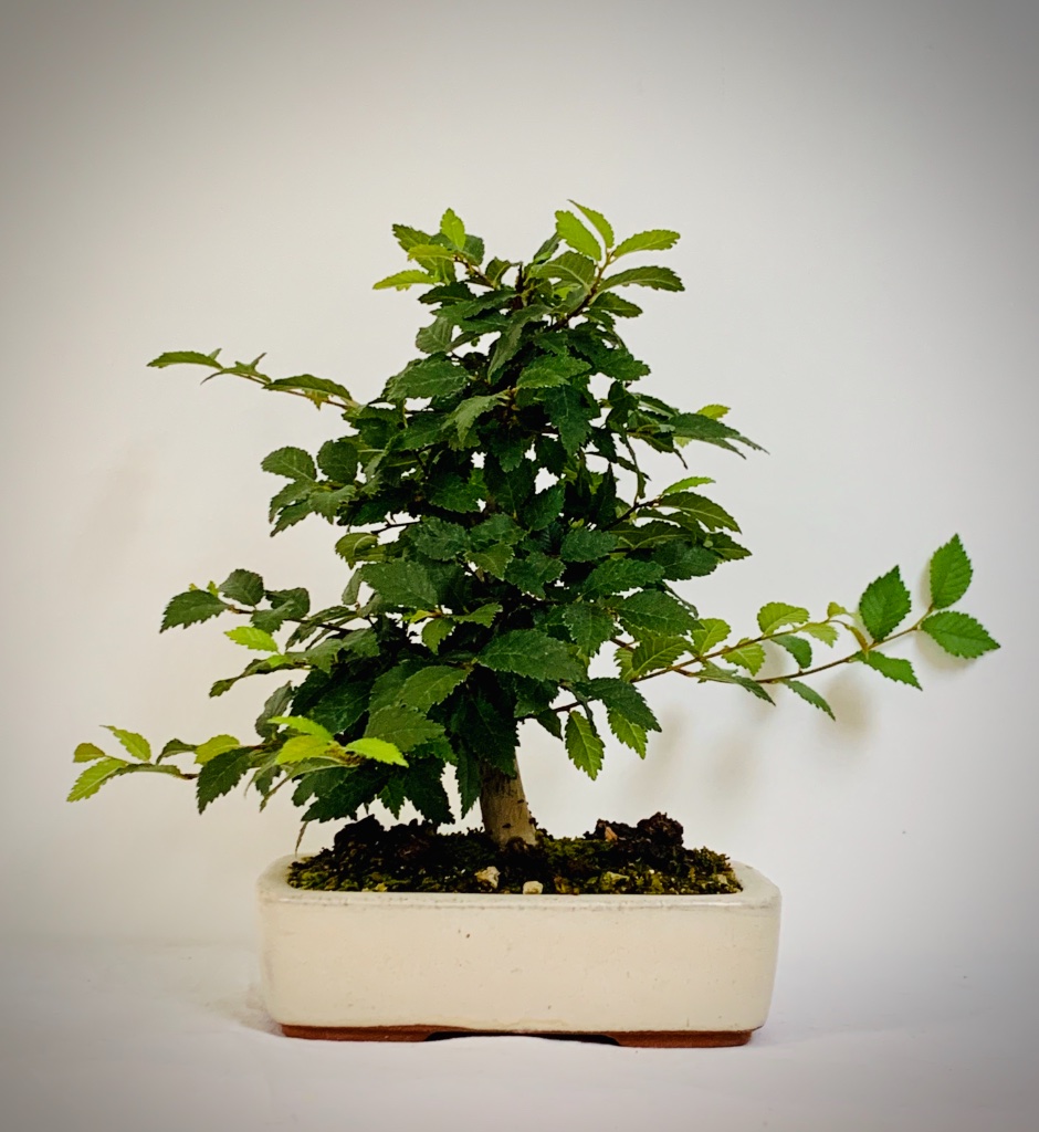 Nr 16 Juli 2020