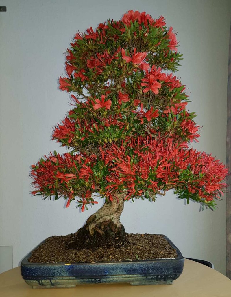 KinsaiinBlüte.jpg