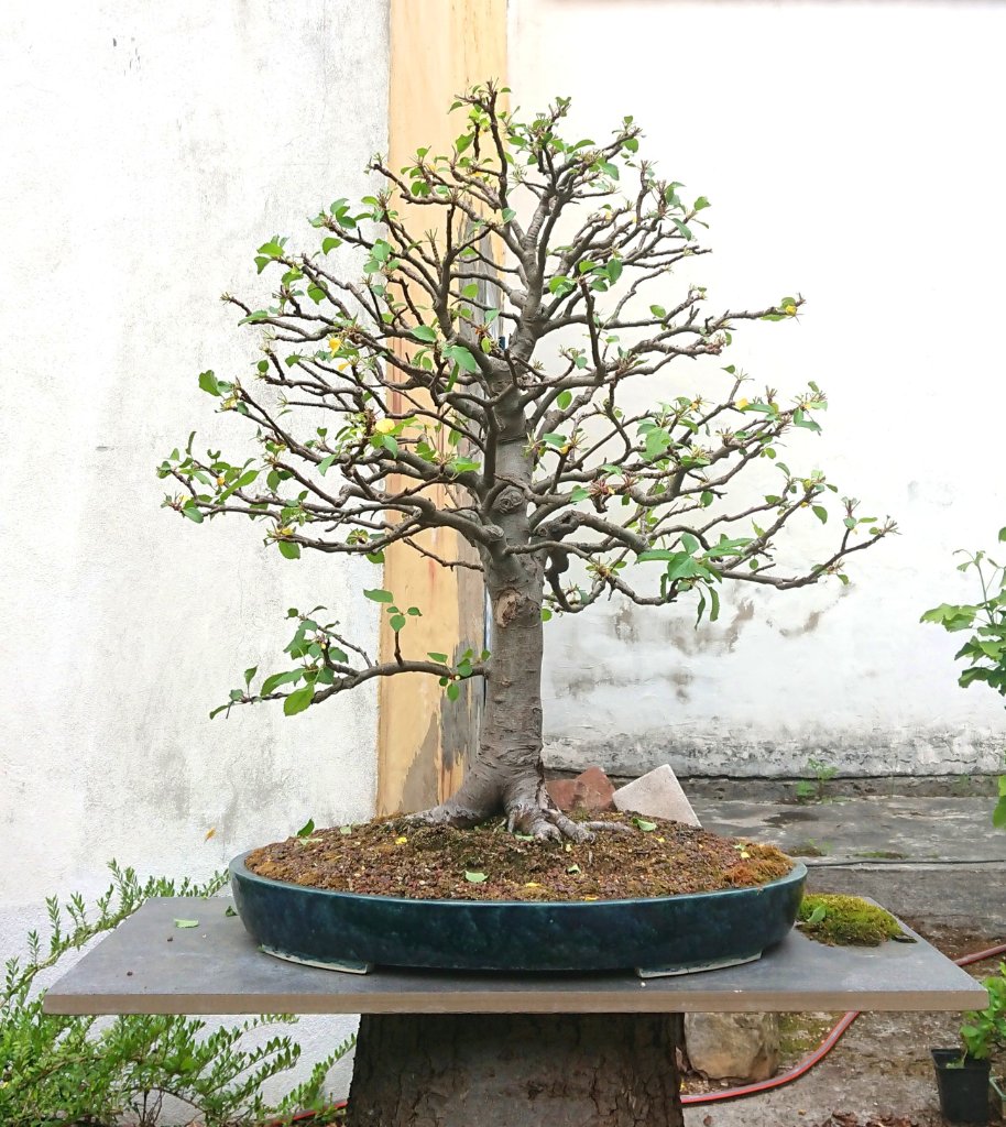 Malus sylvestris 2021-05 nach Rückschnitt.JPG