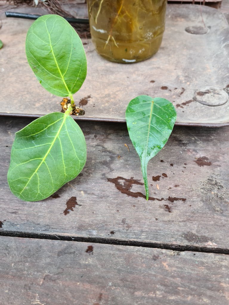 Links Ficus benghalensis -rechts Ficus religiosa