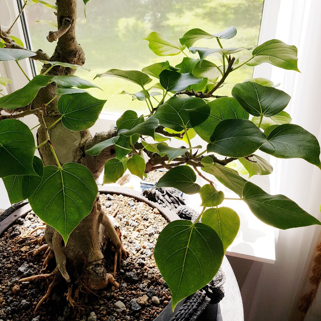 IMG_19062021_161644_(2500_x_2500_pixel).jpg
