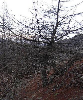 larix.JPG