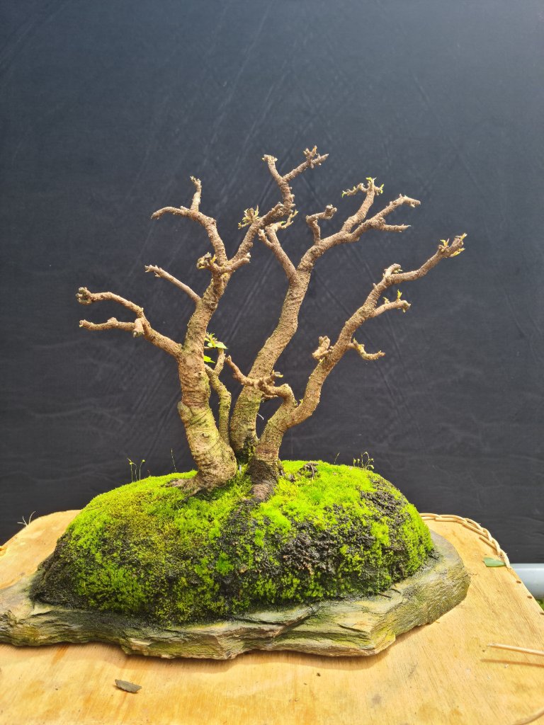 Ficus religiosa Gruppe nach Rückschnitt 21.06.21.jpg