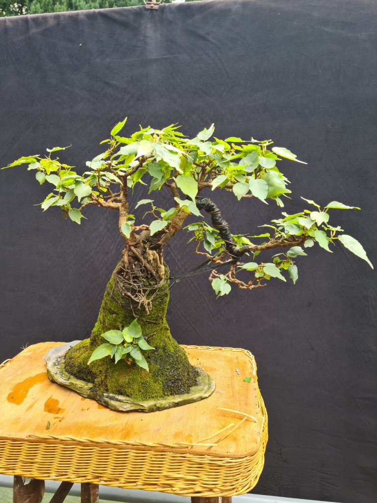 Ficus religiosa über Stein.jpg