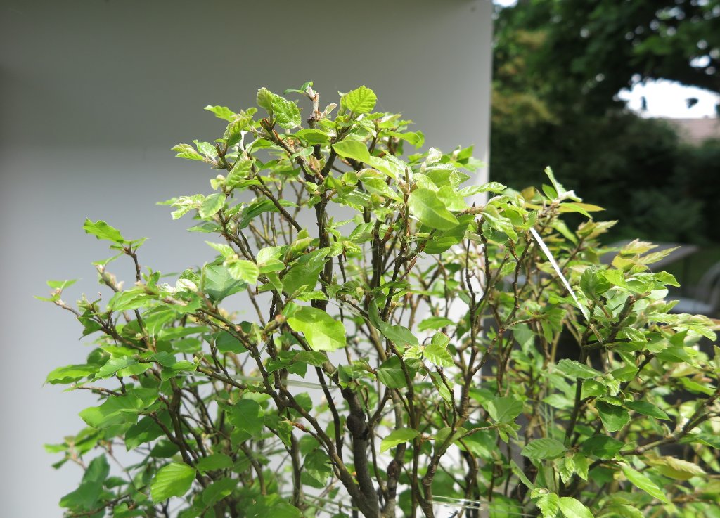 12. Juni. Der Austrieb macht vorwärts.