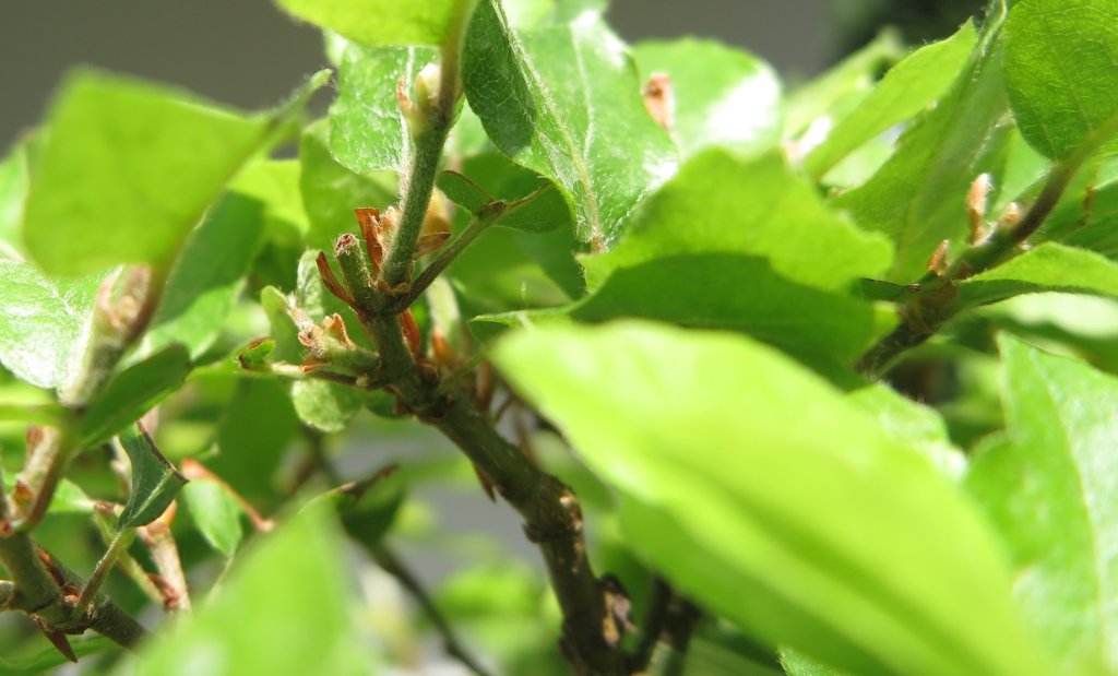 Neue Knospen sind jetzt am Entstehen