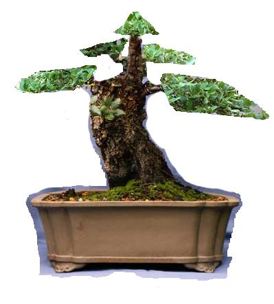 quercus suber.JPG