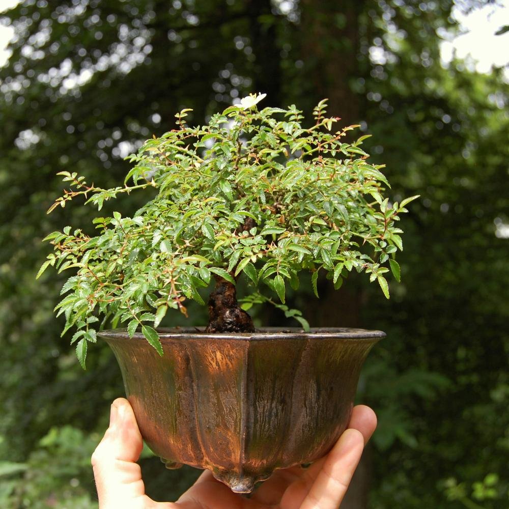 sibirische Zwergrose (Wildform) mit minimalistischer Blütenfülle, Schale von Raimondi