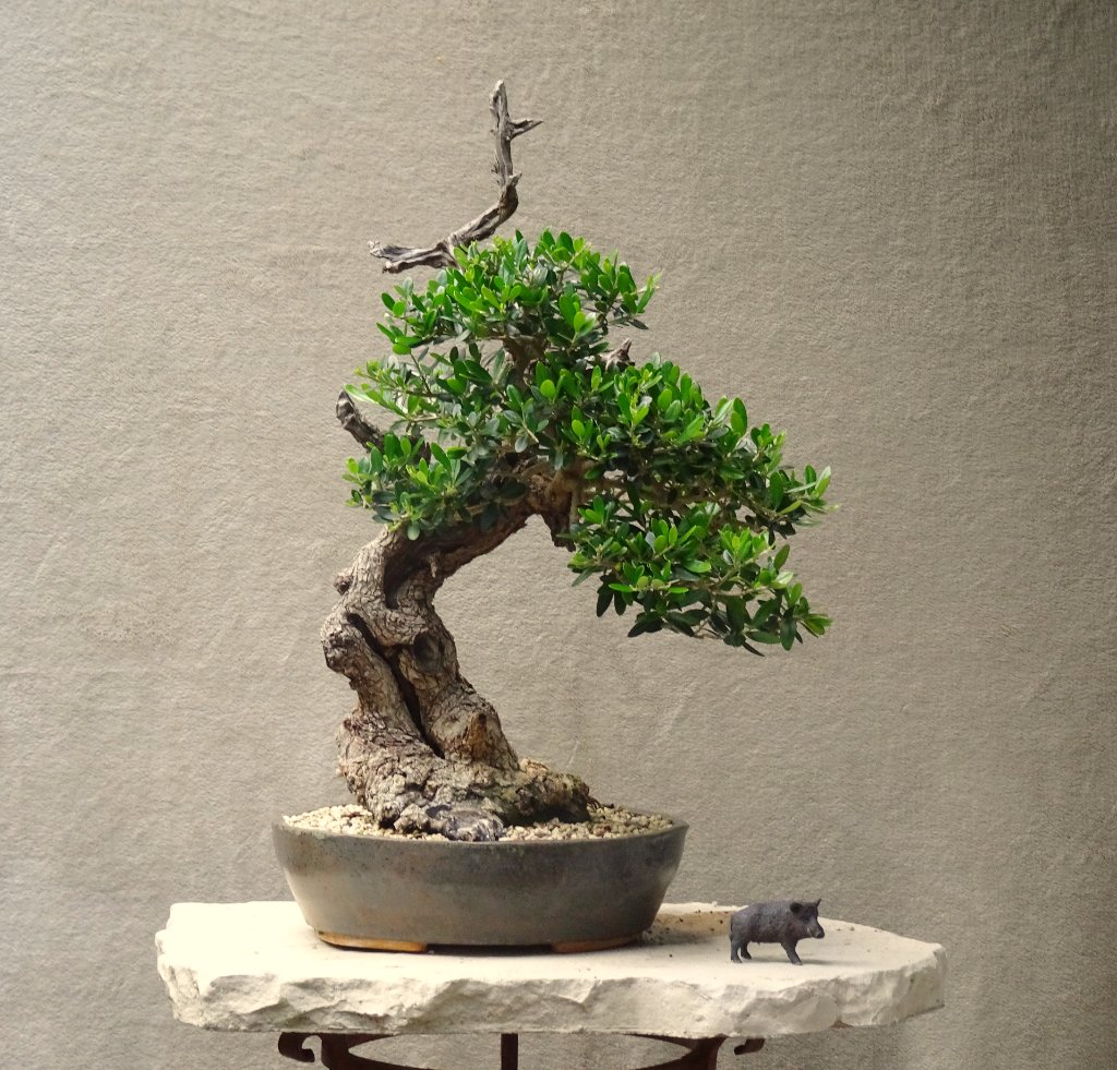 Olive_2021_06.JPG