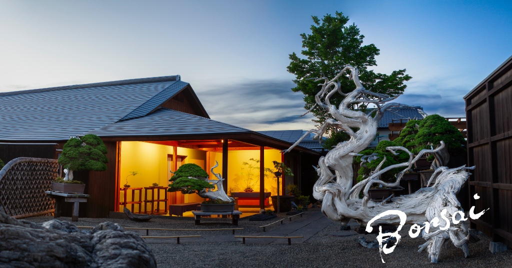 Abendstimmung im Taikan Bonsai Museum