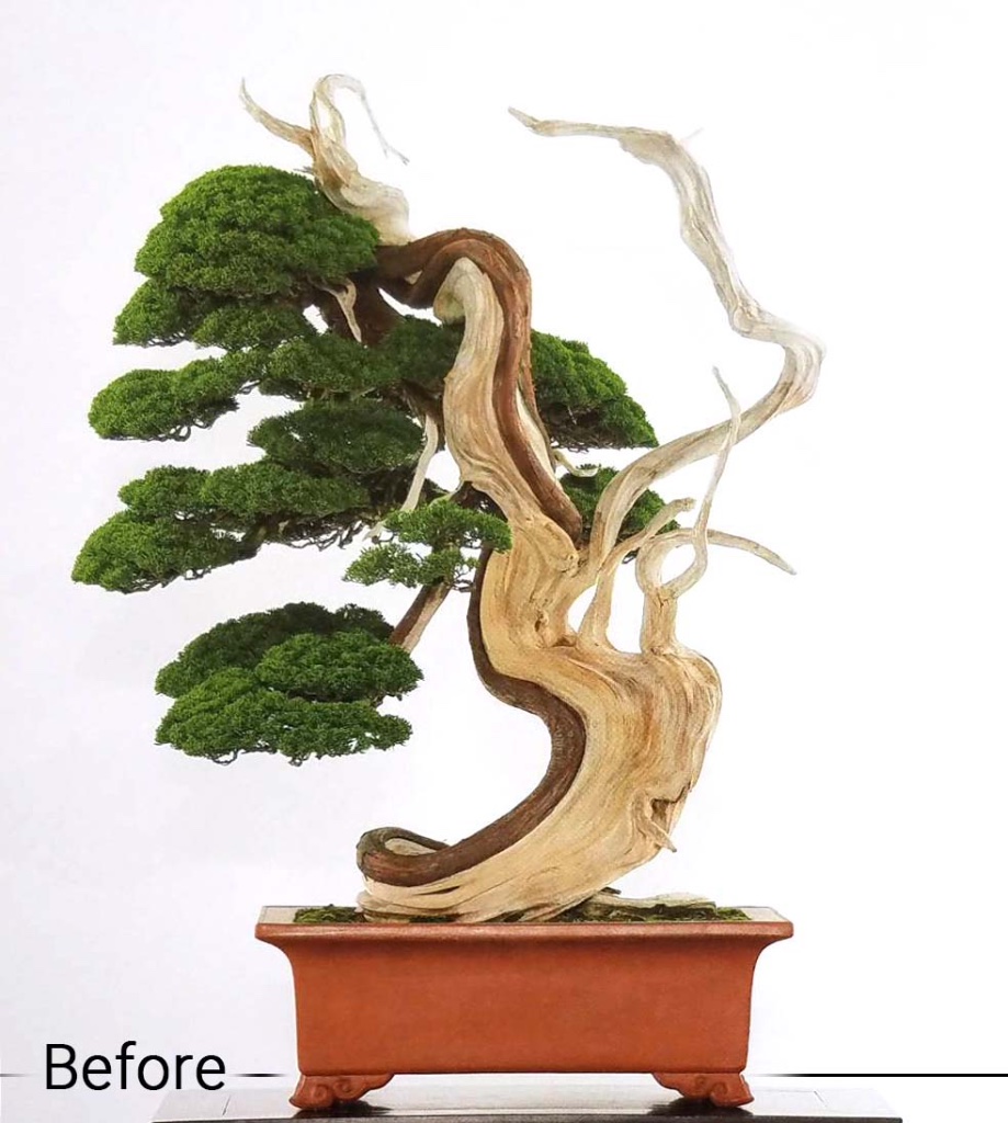 Juniperus chinensis vorher