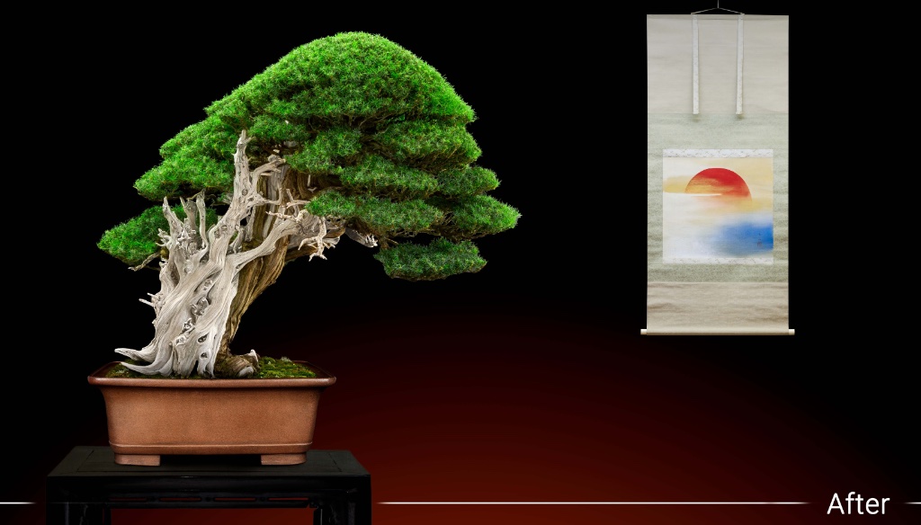 Juniperus rigida nachher