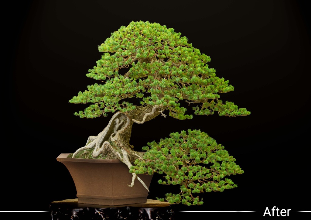 Pinus parviflora nachher