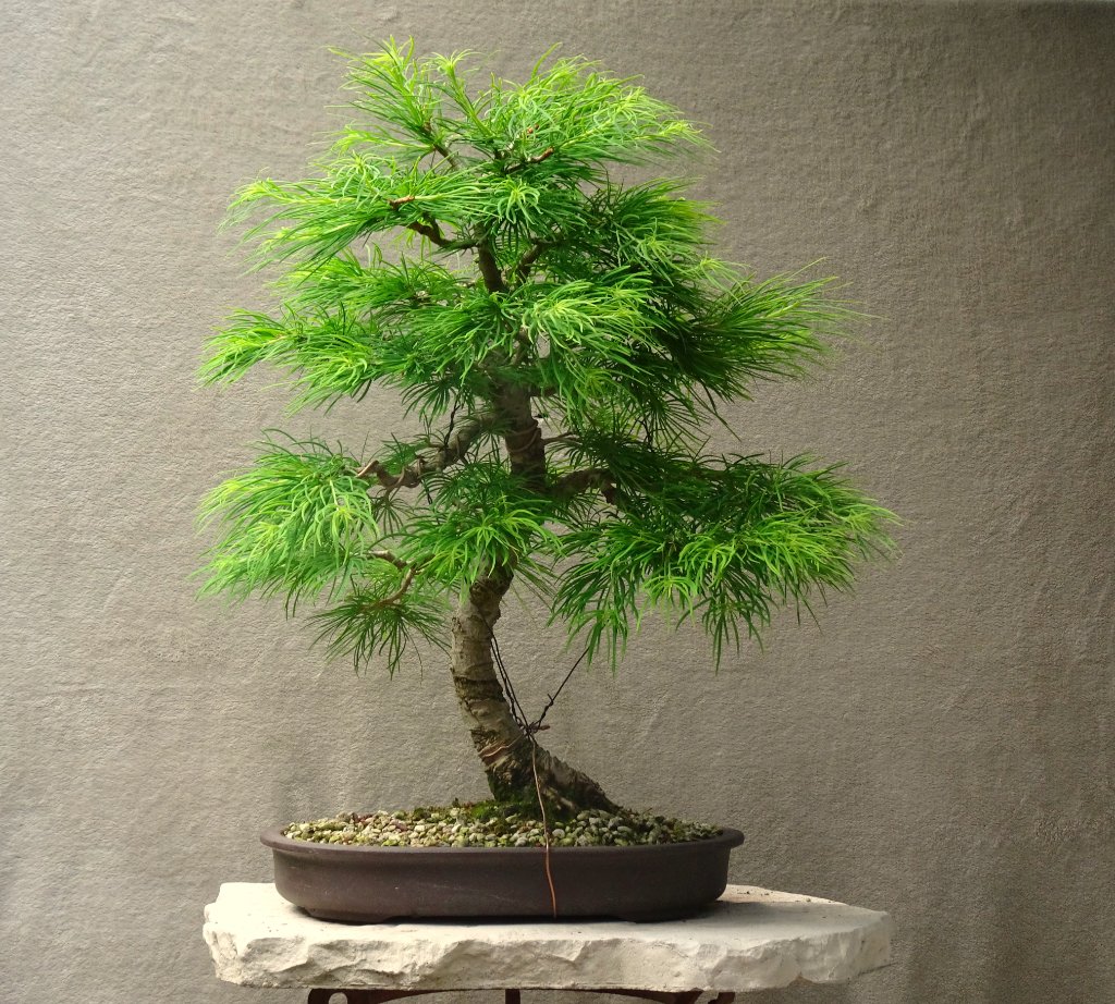 japanische Goldlärche_2021_06.JPG