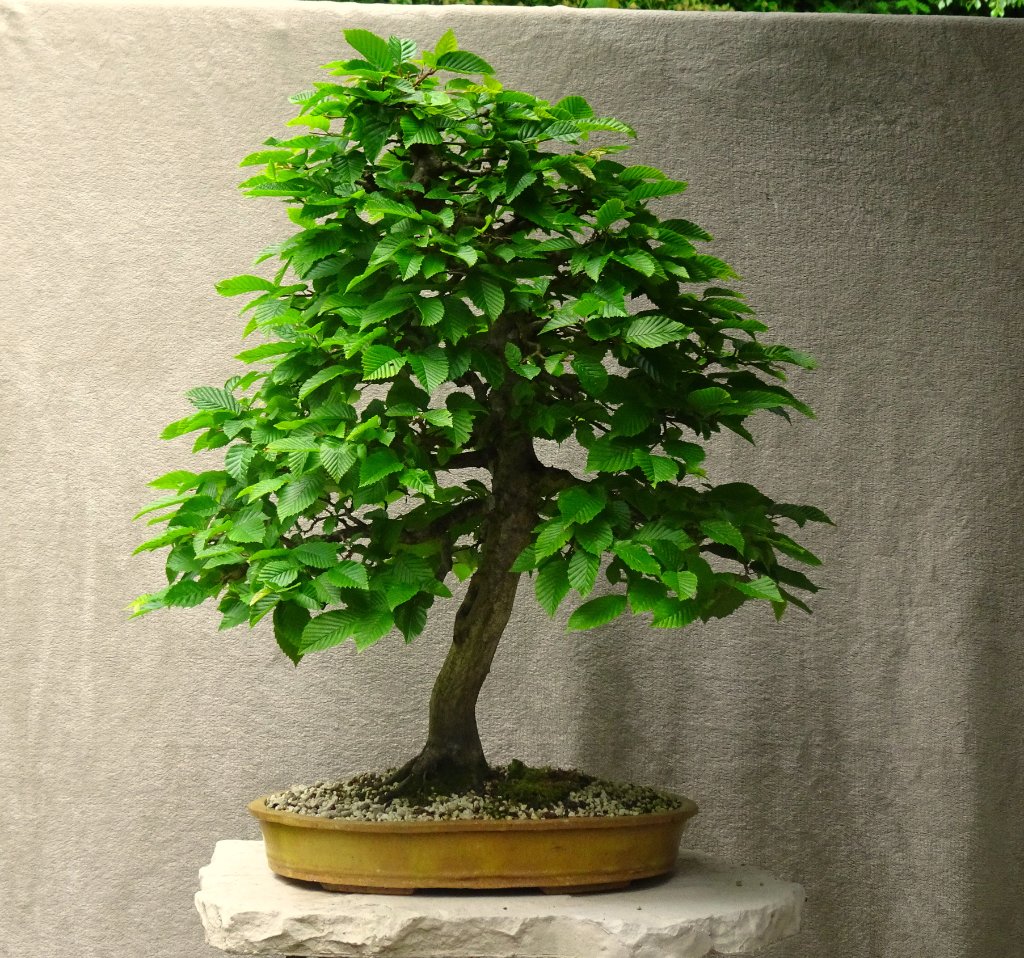 Höhe 72 cm