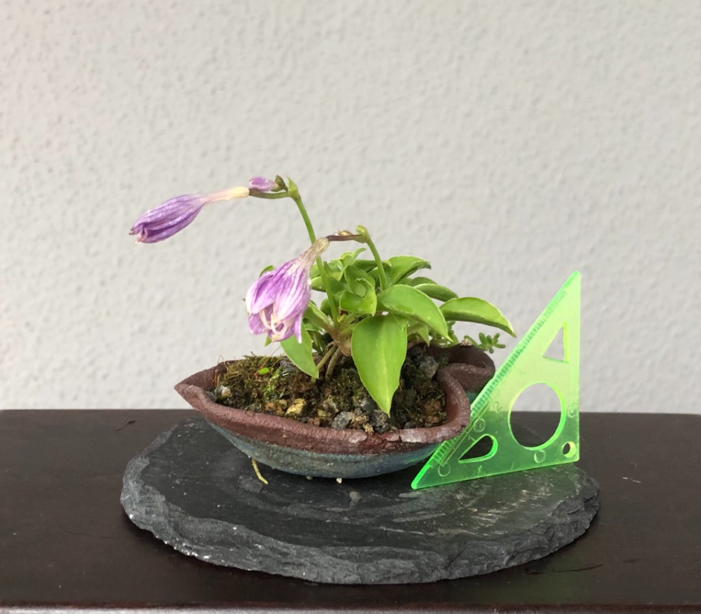 Blütenhöhe 4 cm