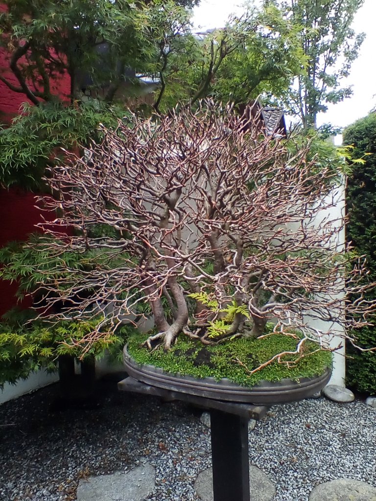 IMG_20210705_123306.jpg