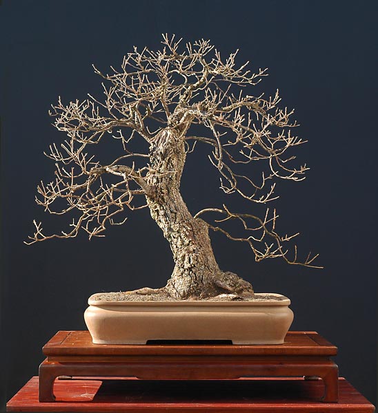 Flaumeiche, 80 cm