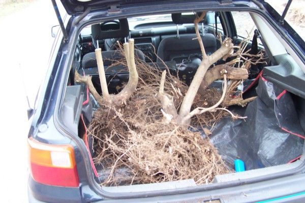 ab ins Auto