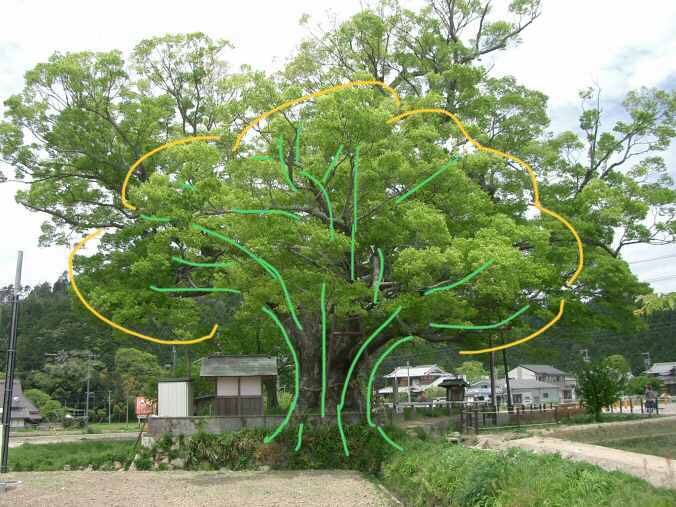 Uralt-Zelkove in Osaka: die grünen Linien zeigen die Rasierpinsel-Ausrichtung der Äste. Beim Kronenumriss habe ich mich auf die innere Struktur reduziert. Die äußeren Äste wachsen ja noch stärker nach oben zum Licht. <br />Auf Bonsai bezogen bedeutet es für mich, dass allenfalls kleinere Triebe nach unten wachsen.