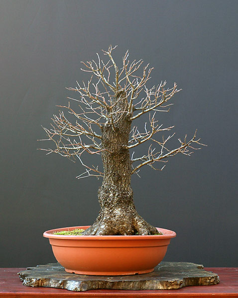 Wildweichsel, 60 cm