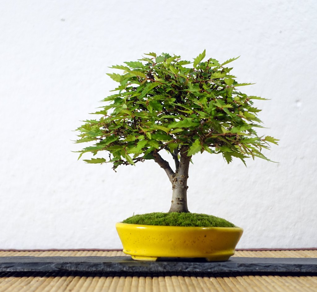 Zelkova am 7.7.21