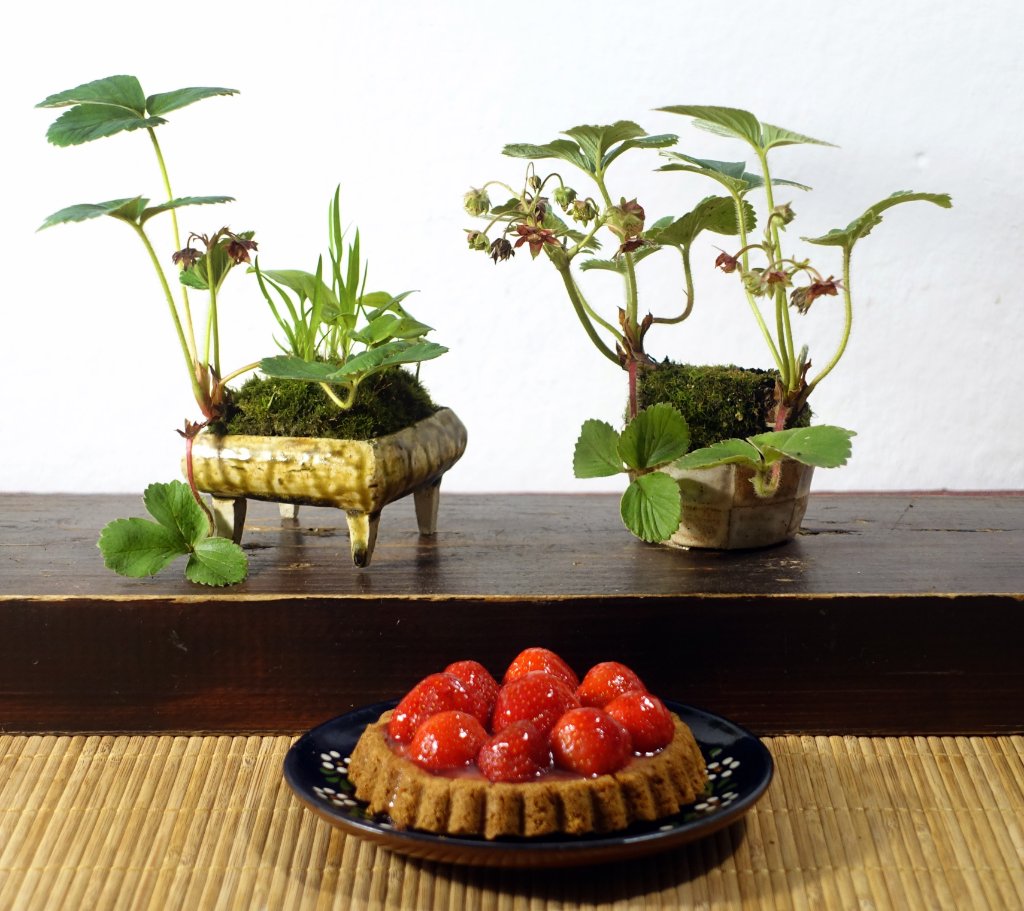 die Nichtraucher-Variante von "Bonsai zum Rauchen"
