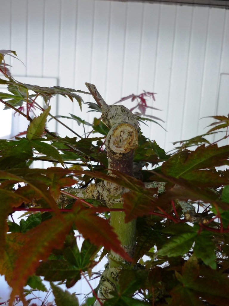 P1020825.JPG