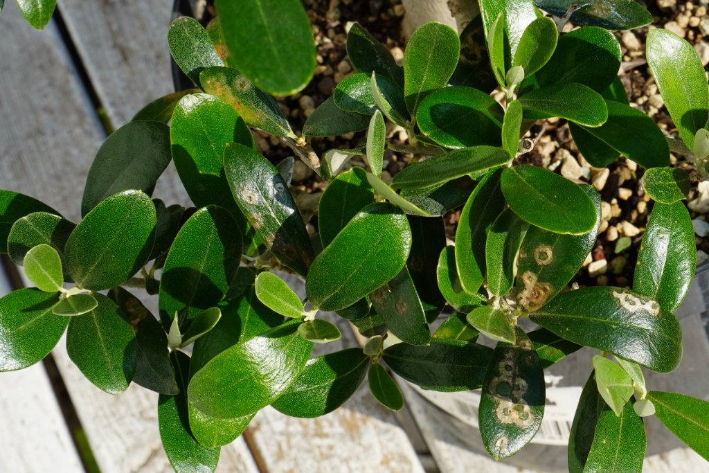 olive2.jpg