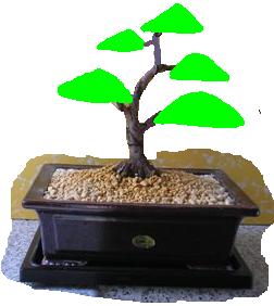 baum.JPG