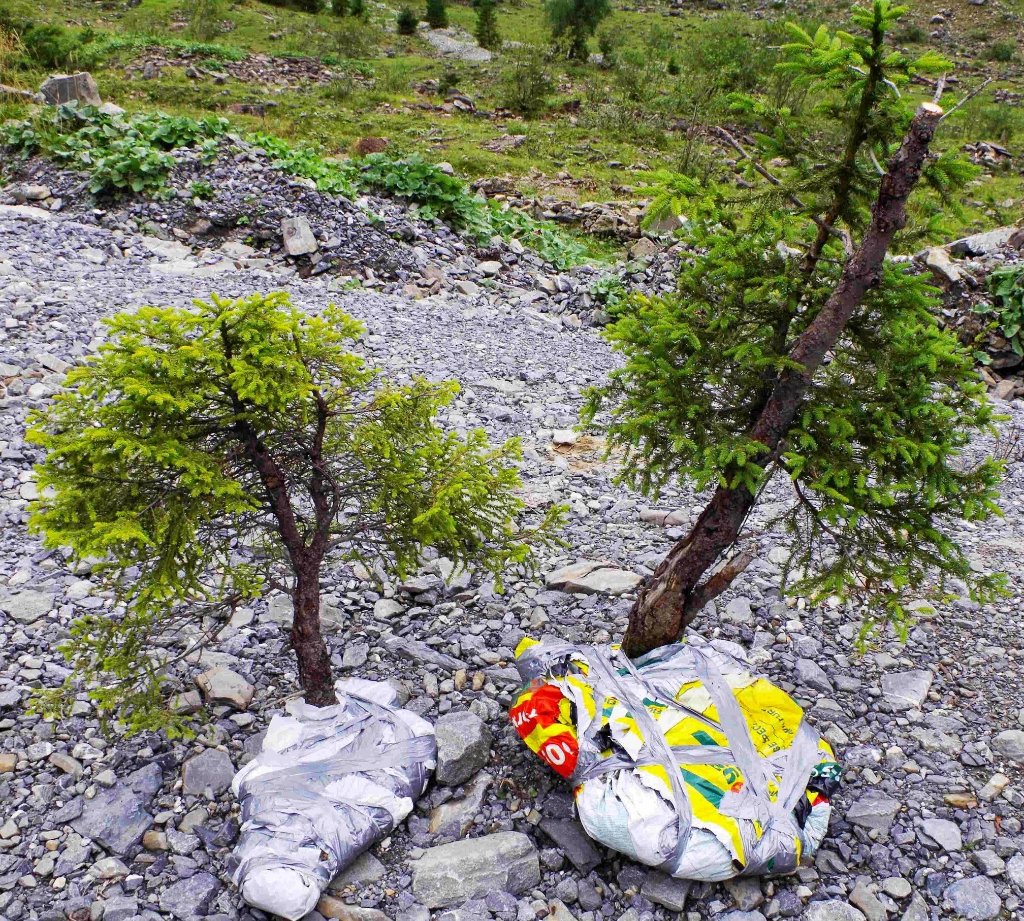 Yamadori 2013.jpg
