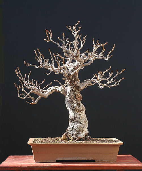 Apfelbaum, 65 cm