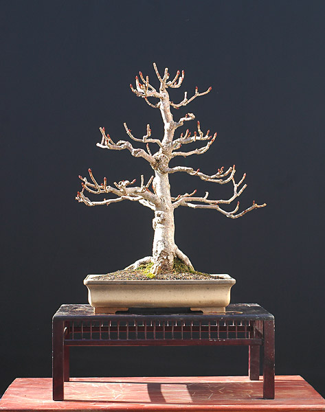 Kastanie, 55 cm