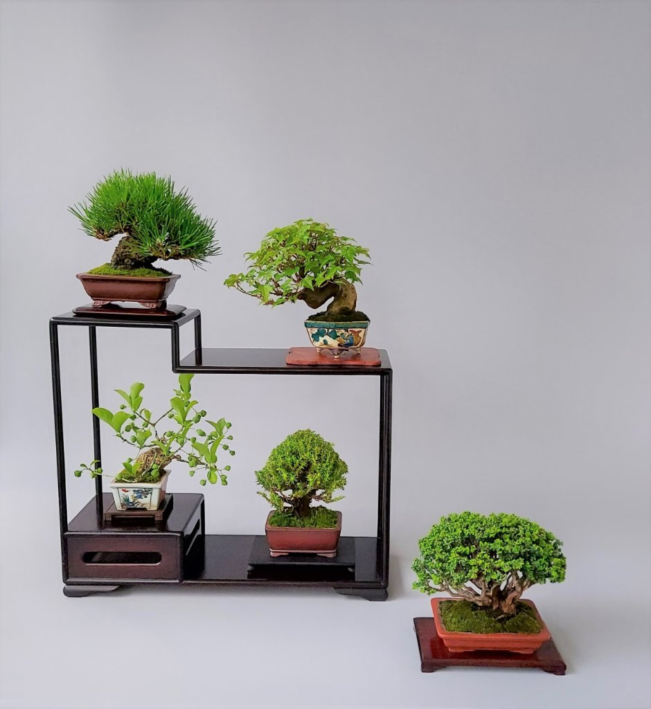 Mame Display - 40 x 35 x 14 cm