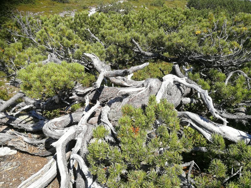 alte Mugo