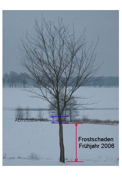 Buche Abmossen.jpg