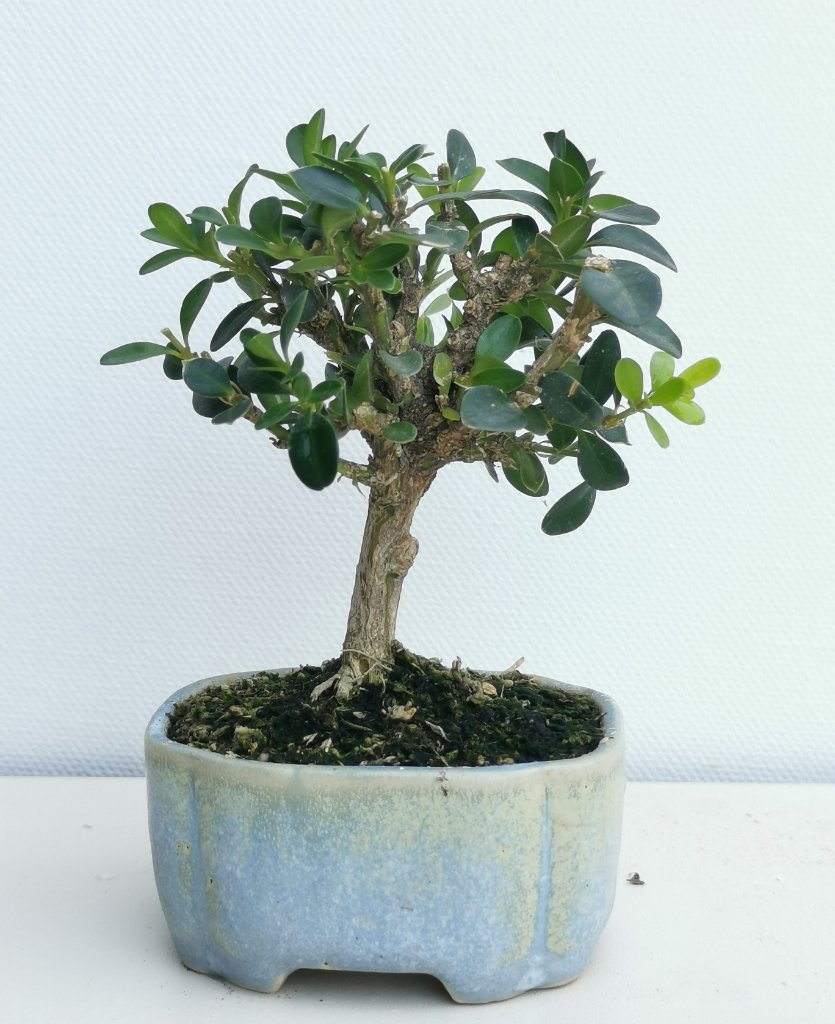Buchs 7cm