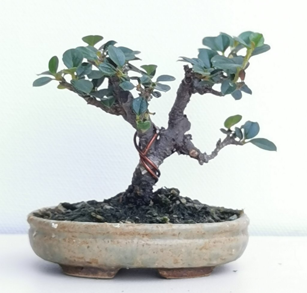 Cotoneaster 6cm