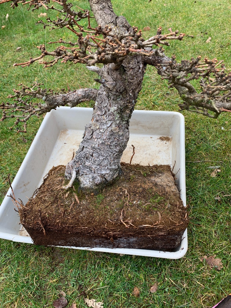 Rausgekriegt... ohne Schale ist der Baum schon viel leichter.