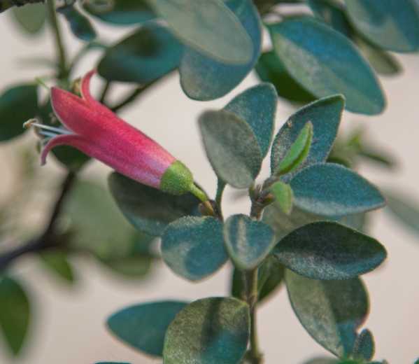 Blüte