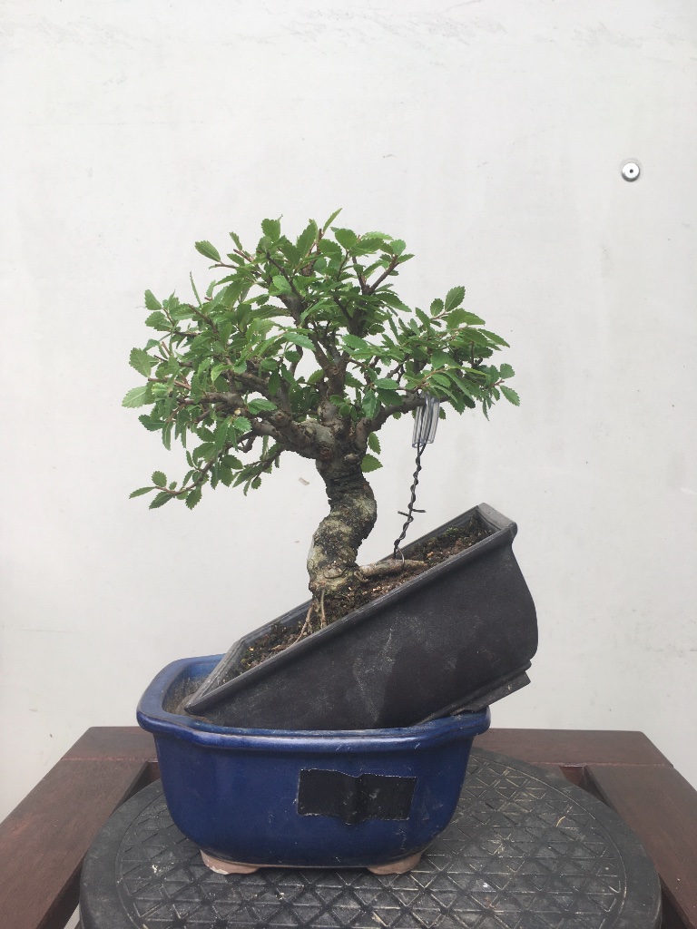 So hätte der Baum in die gelbe  Schale gesollt.
