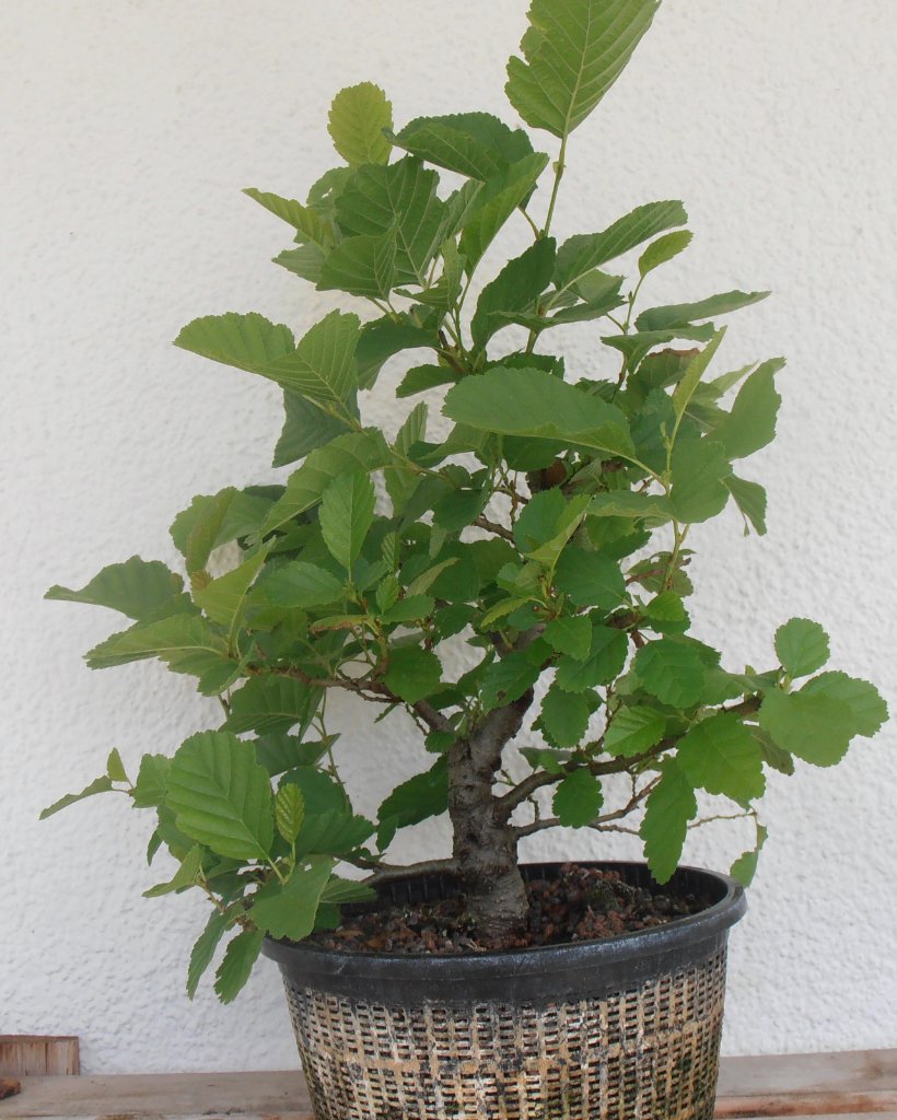 Vor der Bearbeitung, Höhe 40 cm.