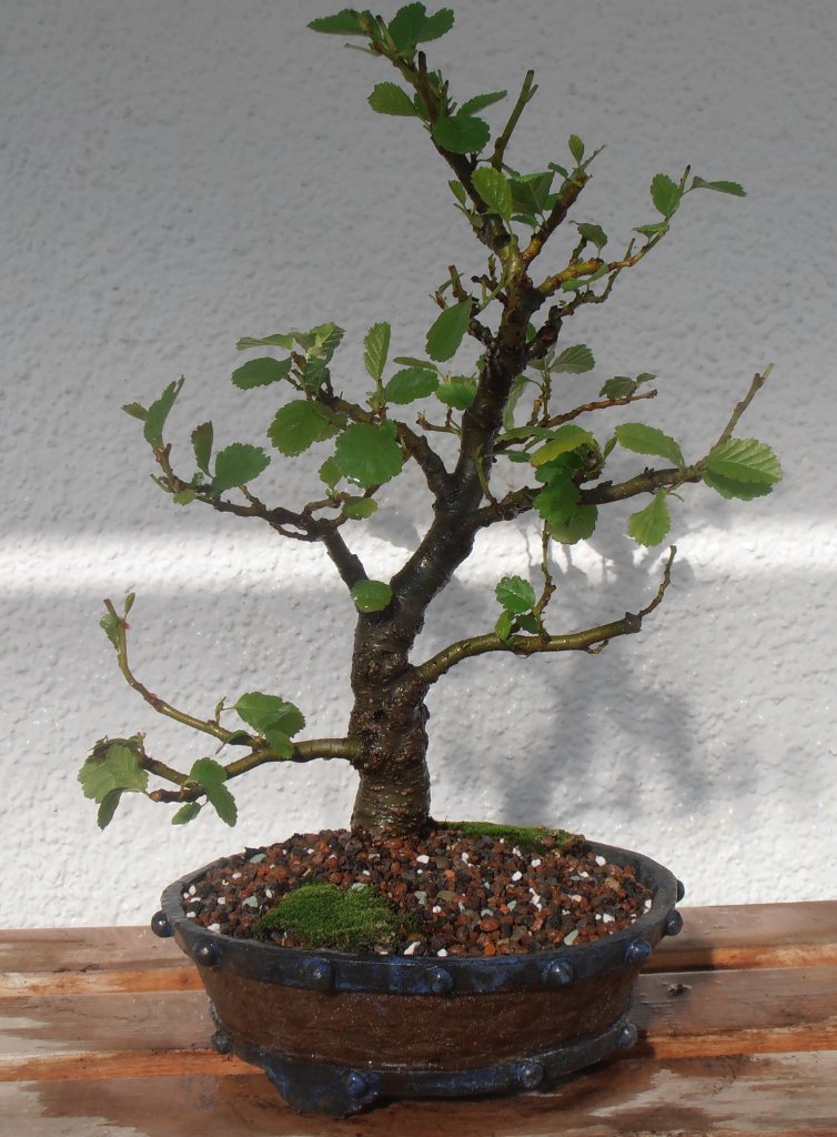 Höhe ab Schalenrand 31 cm.