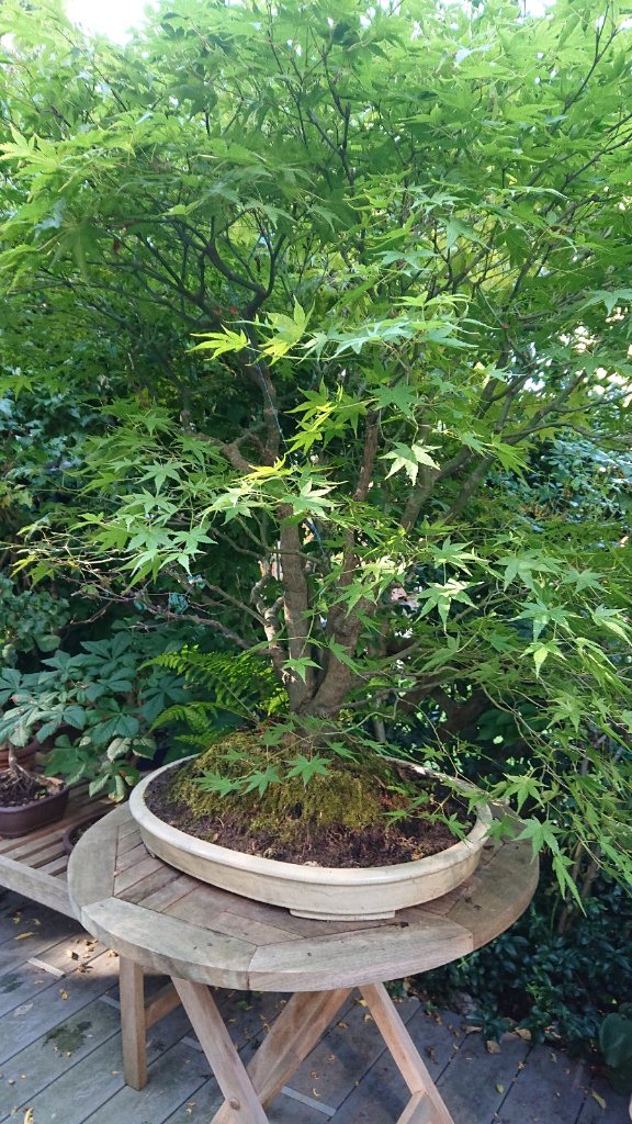 Bonsai Fächer3.JPG
