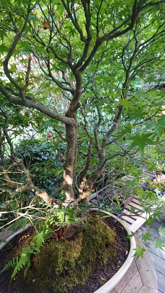 Bonsai Fächer2.JPG