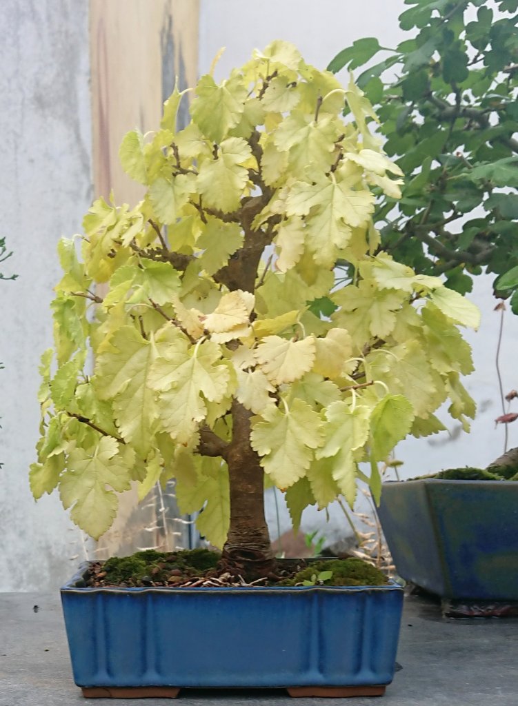 Morus alba  2021-09.JPG
