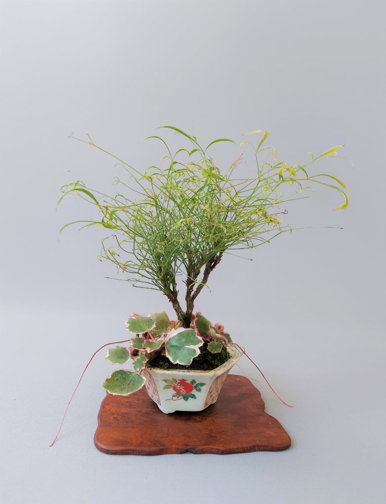 Japanische Nandine mit Saxifrage tricolor