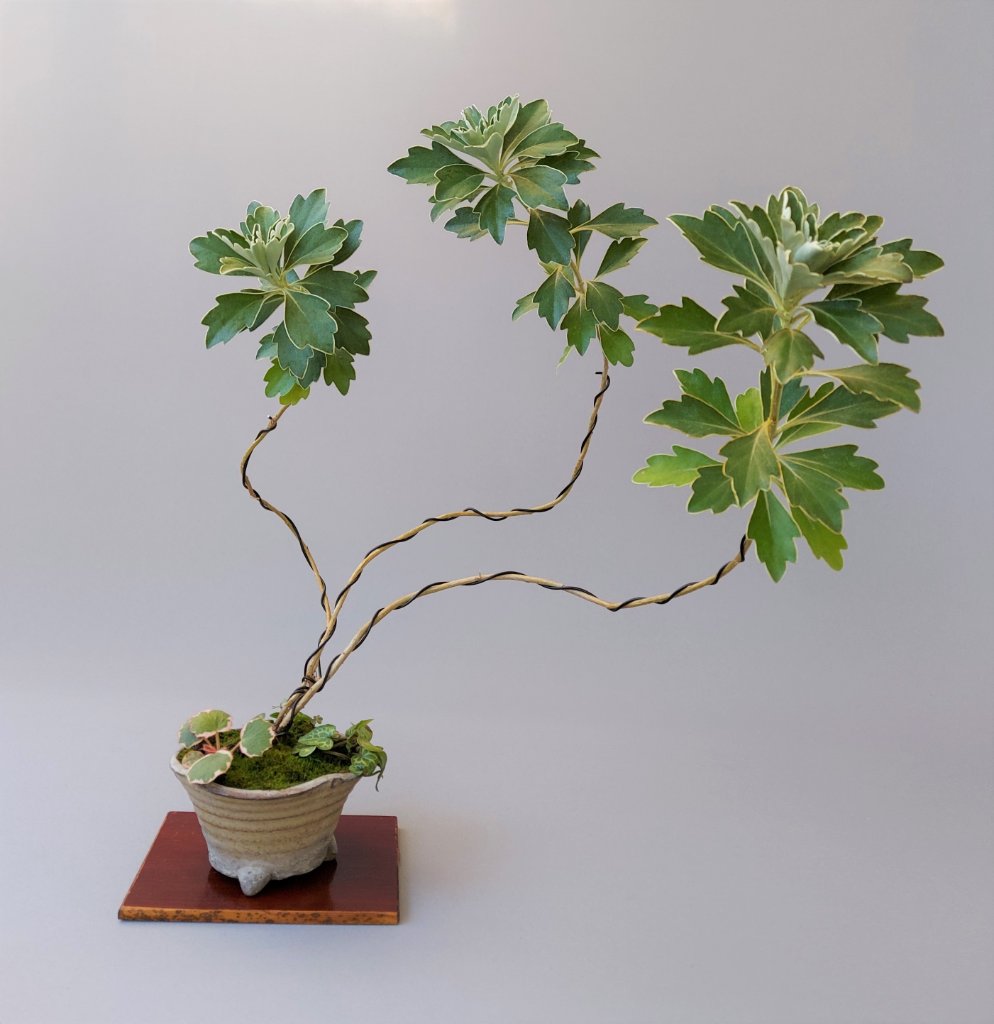 Japanische Chrysantheme